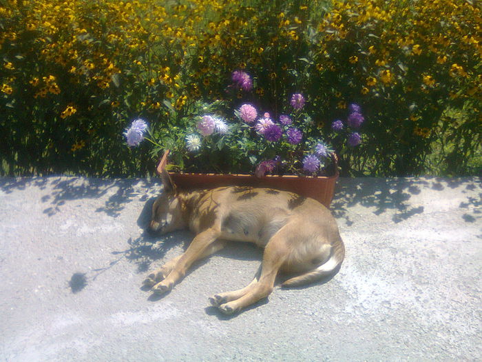 Fotografie0954 - plante de gradina