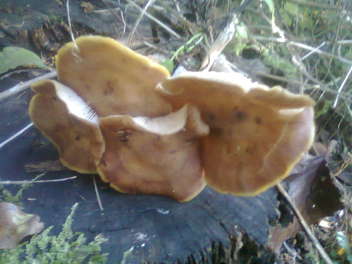 Fotografie0995 - plante de gradina