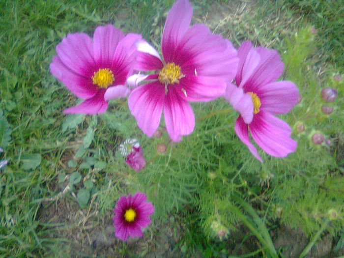 Fotografie0417 - plante de gradina