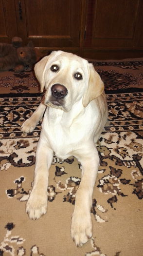 IMG_20150127_150114 - Dona-Labrador Golden Retriver