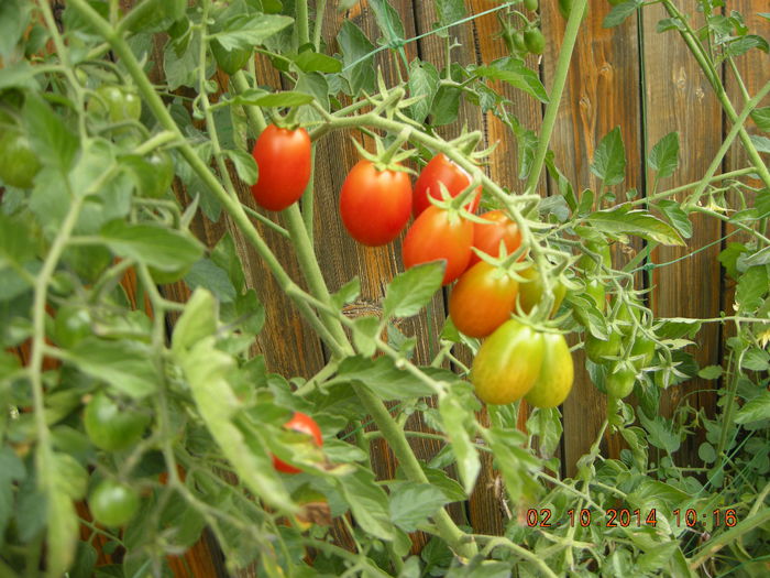 DSCN6492 - plante de gradina