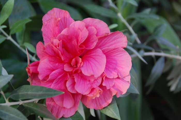 hibiscus; splendid ,trandafir japonez
