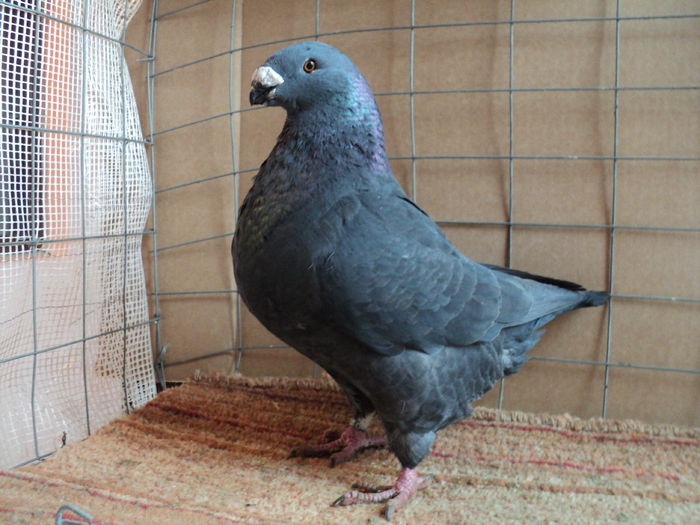 RO 14-C10-m-nu este de vanzare