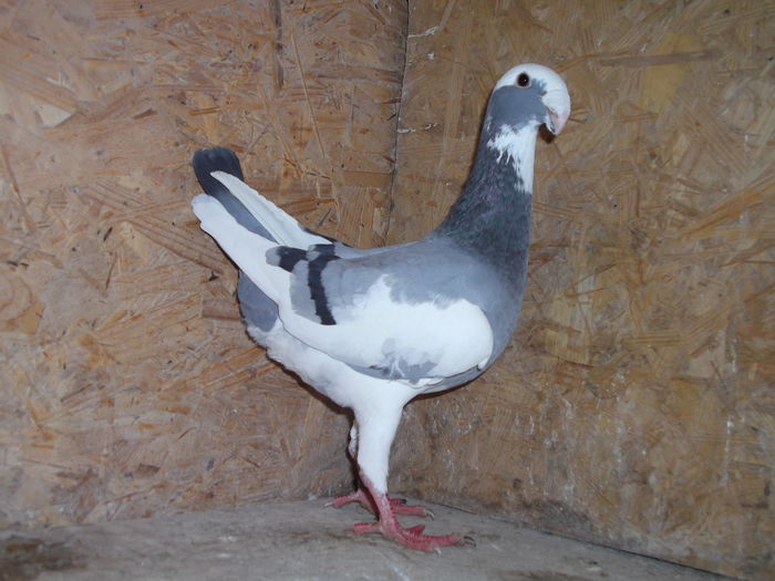 F  2014; 96 pct  Expo. TR Mures 2015
