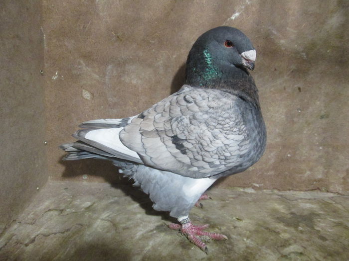 M-2014 vandut - PORUMBEI VANDUTI