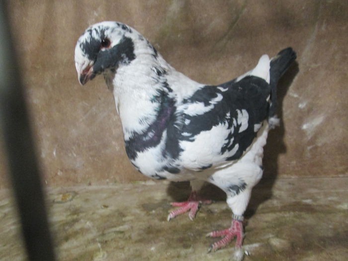 F-2014 vanduta - PORUMBEI VANDUTI