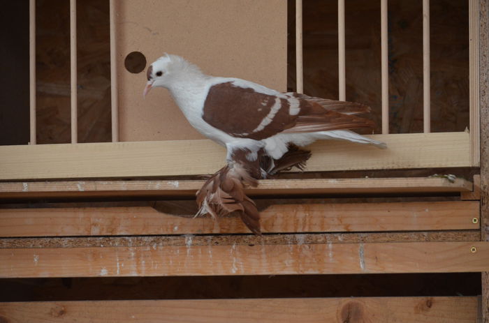 DSC_2480; mascul 2014
