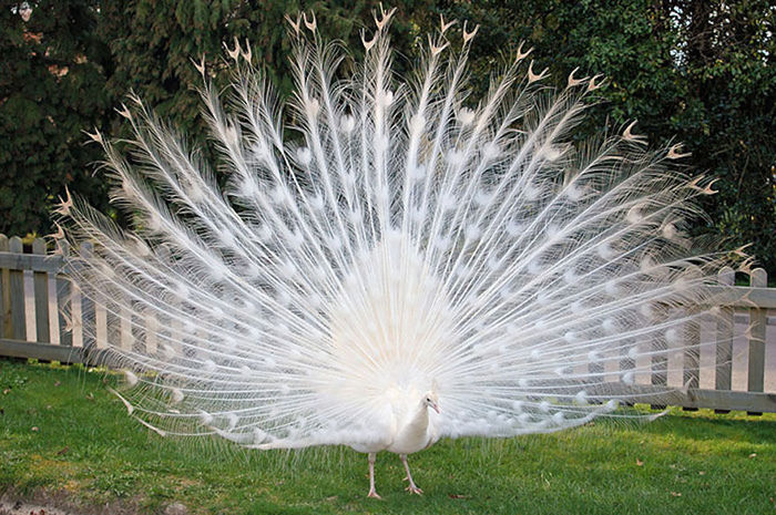 Pavo cristatus alba