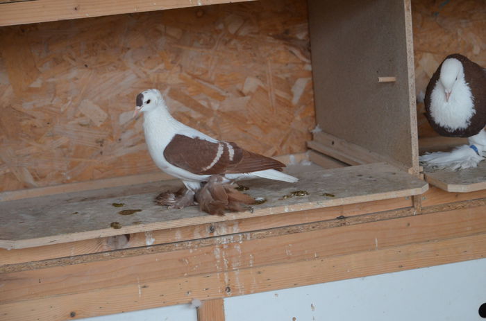 DSC_2421; mascul 2013
