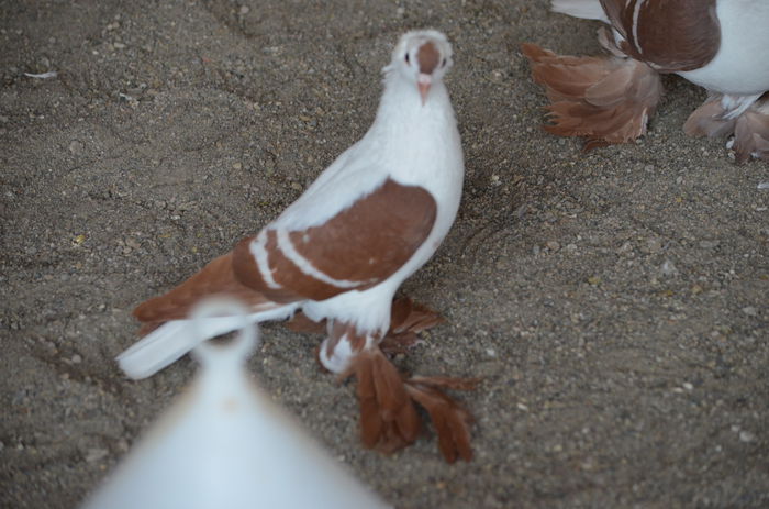 DSC_2467; mascul 2014
