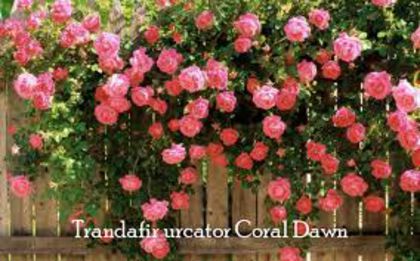 coral dawn - urcatori