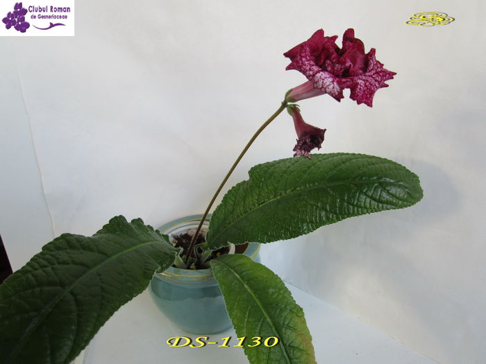 DS-1130( 1) - Streptocarpusi 2015