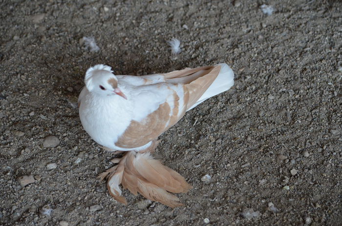 DSC_2570; femela 2014
