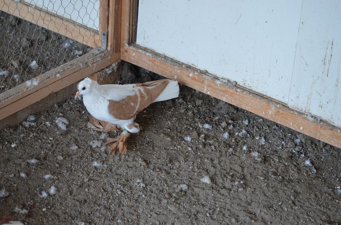 DSC_2651; femela 2013
