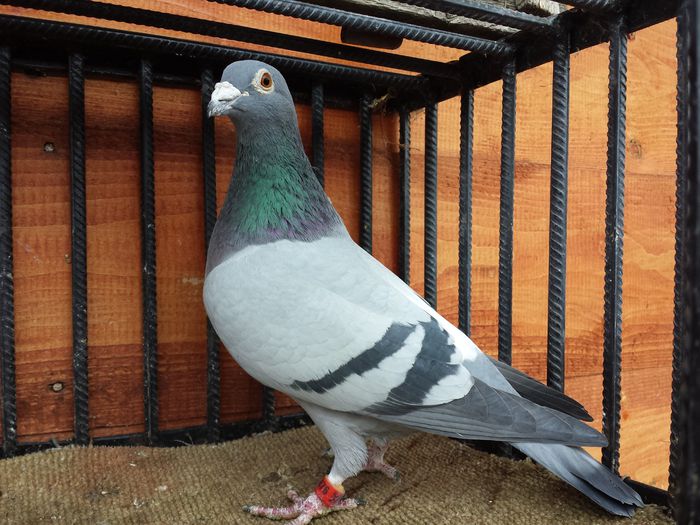 20150126_131403 - E-Amintiri