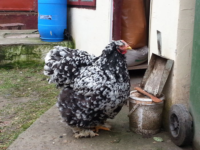 matca 2015 - Cochin bobat 2015