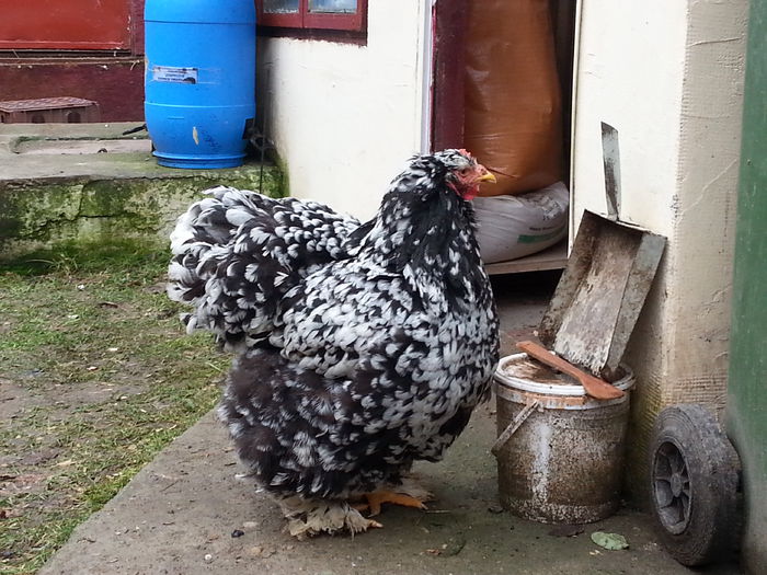20150125_134310 - Cochin bobat 2015