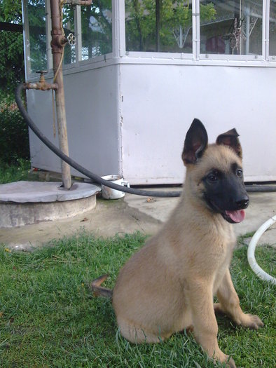 2009 mascul malinois 1luni 2sapt - Ciobanesc german si ciobanesc belgian malinois cu pedigree GALATI