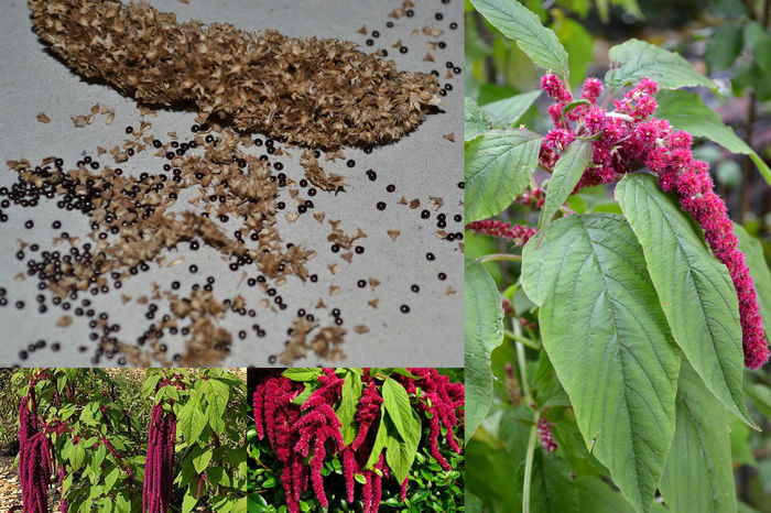 seminte amaranthus (motul curcanului)