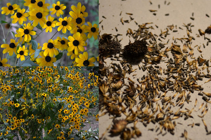 seminte rudbeckia triloba - Seminte de vanzare