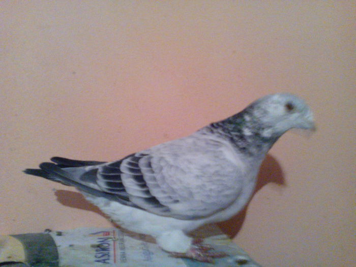 CUCA FEMELA 2009 FOTO 3