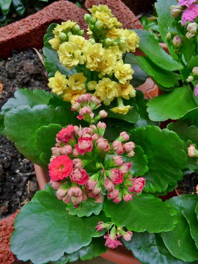  - Kalanchoe