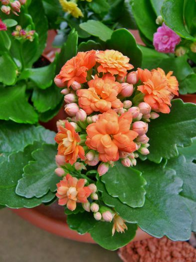  - Kalanchoe