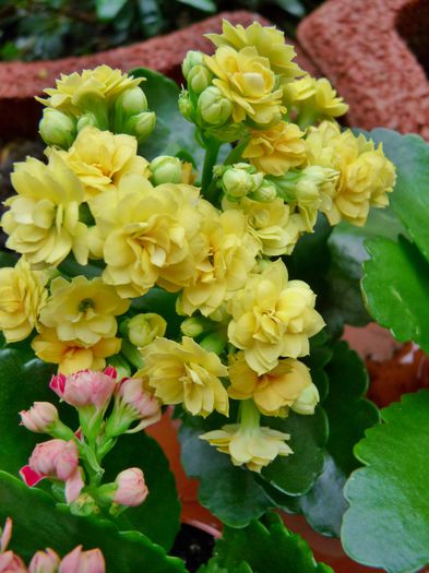  - Kalanchoe