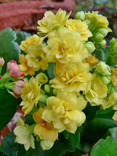  - Kalanchoe