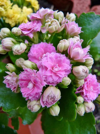  - Kalanchoe