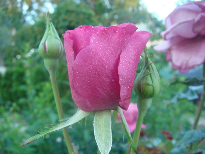 Trandafir pe trunchi inalt 2013.06.19 (2)