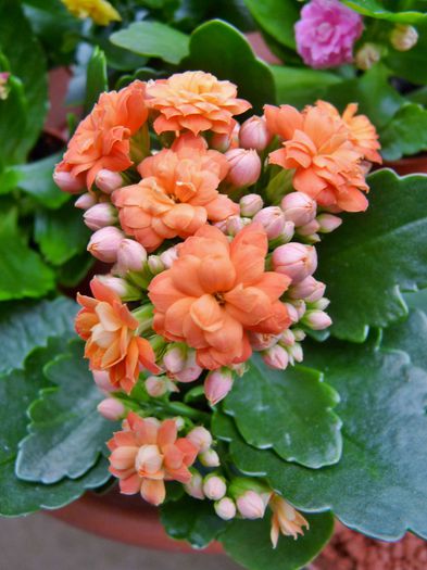  - Kalanchoe