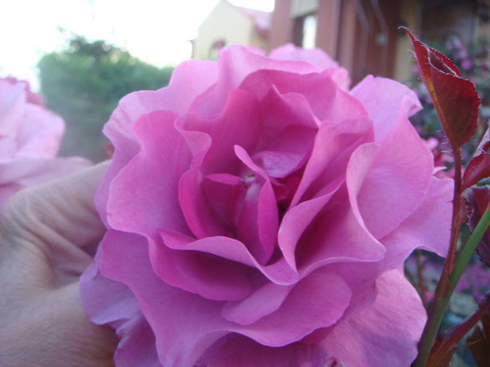 Trandafir pe trunchi inalt 2014-05-29 (2) - TRANDAFIR PE TRUNCHI INALT