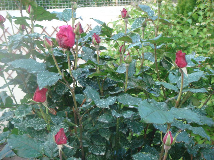 trandafir pe trunchi inalt - TRANDAFIR PE TRUNCHI INALT