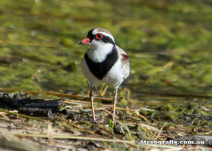 Elseyornis melanops