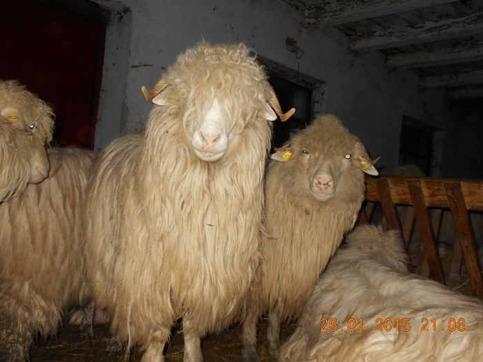 Picture 141 - Balele anoastre