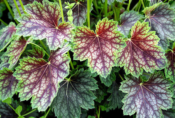 Heuchera Dale Strain