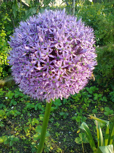 Fotografie0103 - alte flori
