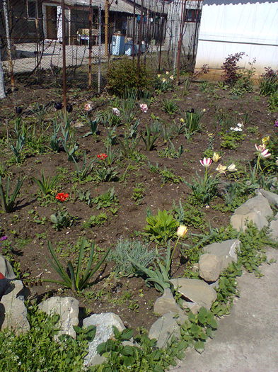 Fotografie0071 - alte flori