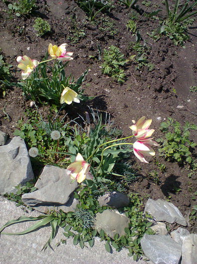 Fotografie0072 - alte flori