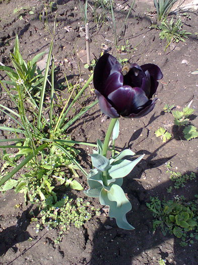 Fotografie0063 - alte flori