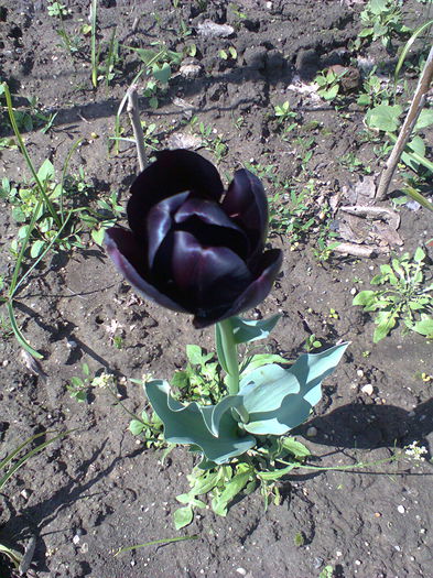 Fotografie0064 - alte flori