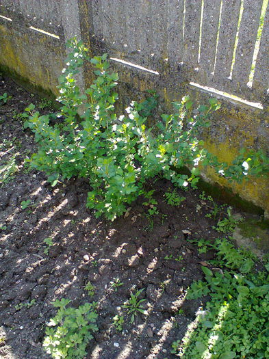 Fotografie0070 - alte flori