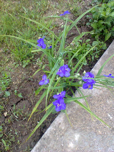 Fotografie0125 - alte flori