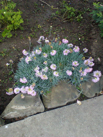 Fotografie0129 - alte flori