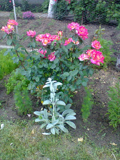 Fotografie0131 - alte flori