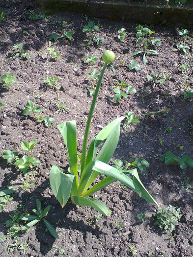 Fotografie0066 - alte flori