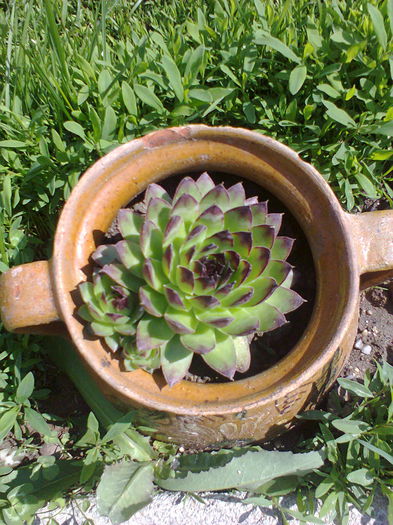Fotografie0073 - alte flori
