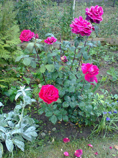 Fotografie0133 - alte flori