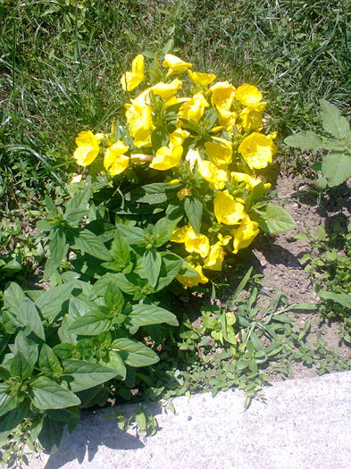 Fotografie0153 - alte flori